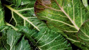 Braised Smoked Collard Greens With Pepper Vinegar